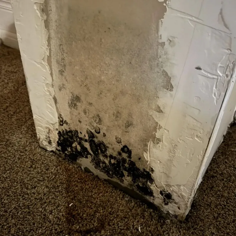 Professional Mold Removal in Skiatook, OK